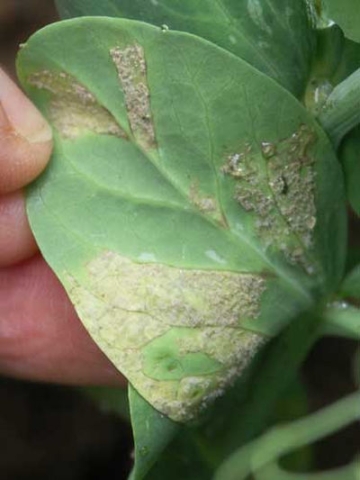 Symptôme de mildiou sur feuille de pois