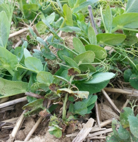 présence de bactériose sur pois d