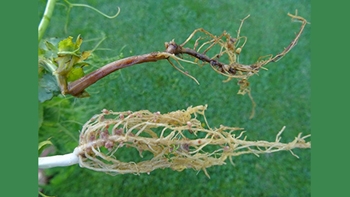 test_prestation_aphanmyces_terres_inovia