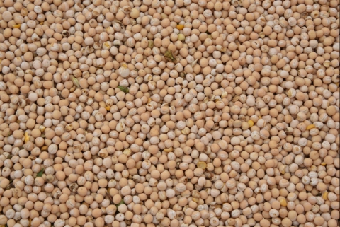 graines de pois