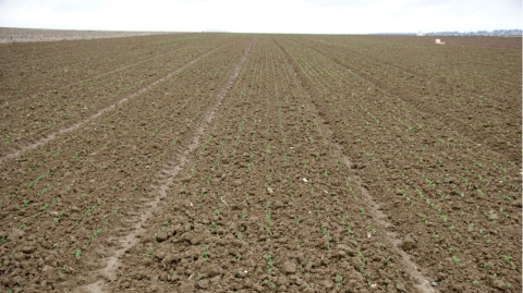 pois au stade 2 feuilles