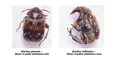 bruche du pois et bruche de la féverole