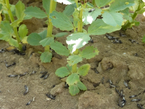 dégâts de sitones sur feuilles de féverole