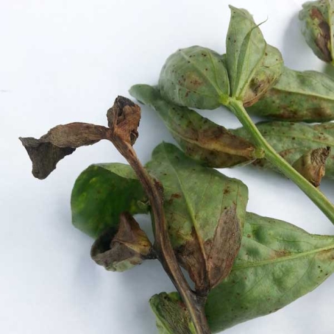 nématode sur féverole