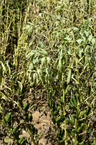 Symptômes de coup de chaud sur féverole