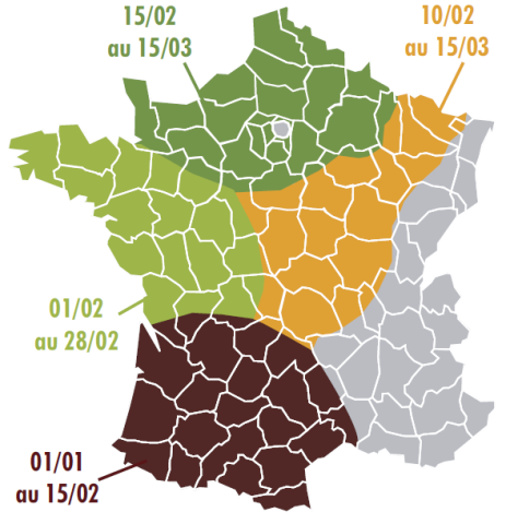 dates de semis optimale de la féverole de printemps - Terres Inovia