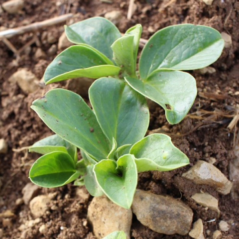 Féverole à un stade jeune - Terres Inovia - A. Penant