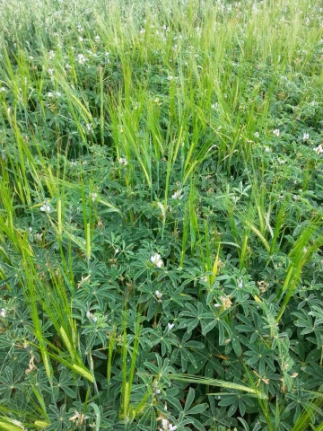 association du lupin-blé en bio