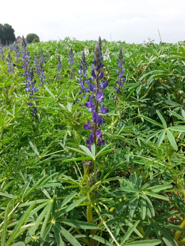 lupin à feuilles étroites