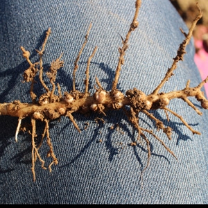 Lupin nodosités - A. Penant - Terres Inovia