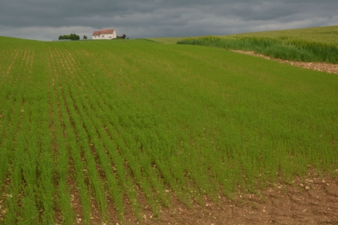 semis lin de printemps