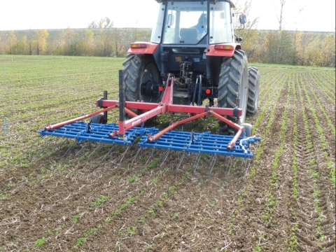 passage de herse étrille sur lin oléagineux