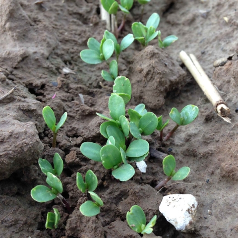 Lin de printemps Zoe Le Bihan - Terres Inovia