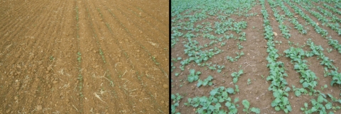 Comparaison de semoirs en conditions sèches