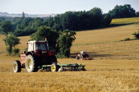 déchaumage dans champ de colza