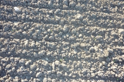 micro-mottes en sol argileux labouré