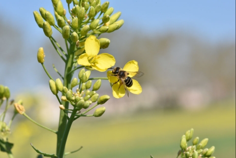 abeille sur colza