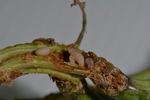 larves charançon du bourgeon terminal dans colza