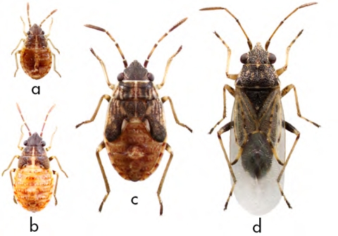 Illustration de différents stades de l’espèce Nysius cymoide