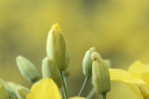 larves de méligèthes sur colza