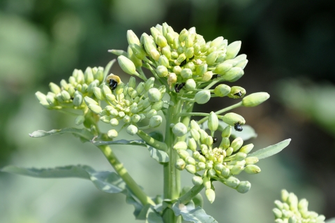 méligèthes sur colza
