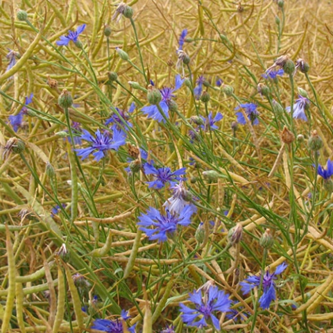 bleuet dans colza