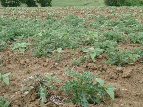 chardon des champs dans tournesol