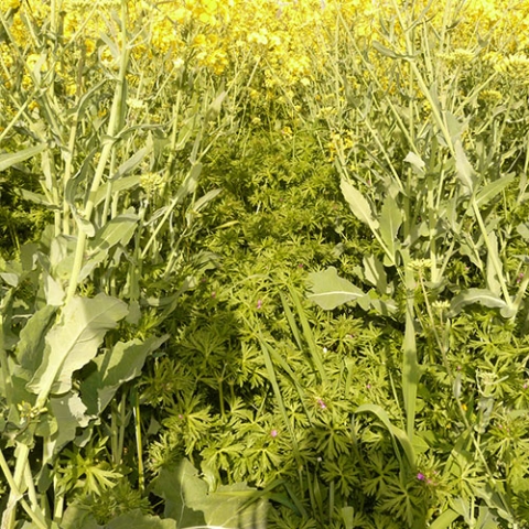 Désherbage du colza