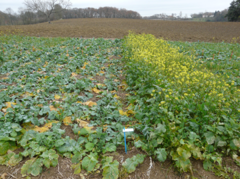 culture traité clearfield