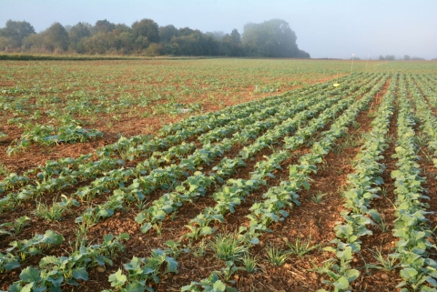 graminées dans colza
