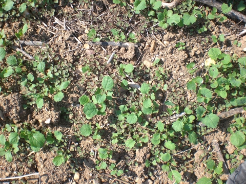 Levées de géraniums (stade cotylédons) dans des repousses de colza 