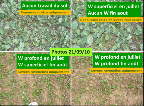 Exemples travail du sol colza