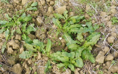 rumex en interculture