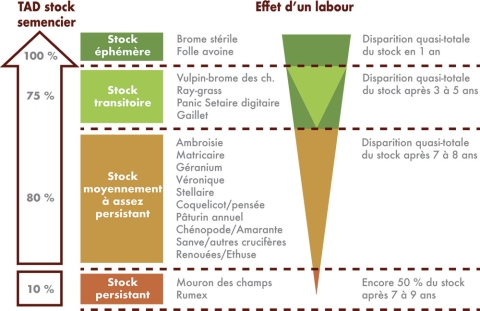 schéma semencier colza