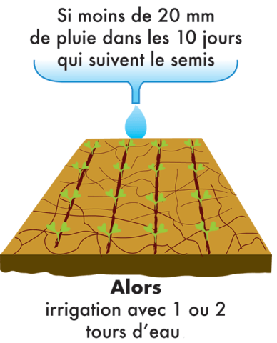 irrigation du colza à montaison
