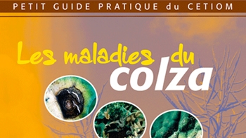 les-maladies-du-colza-petit-guide