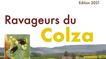 petit_guide_pratique_les_ravageurs_du_colza