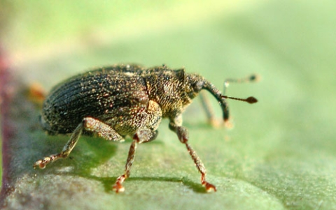 Charançon du bourgeon terminal, ravageur du colza - Terres Inovia - L. Jung