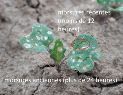 Morsures altises sur colza - Terres Inovia