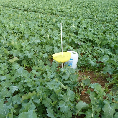 Cuvette jaune au dessus de la végétation - Terres Inovia