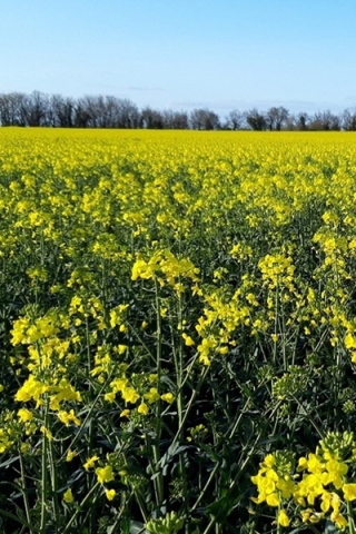 Floraison du colza - Terres Inovia - J. Charbonnaud