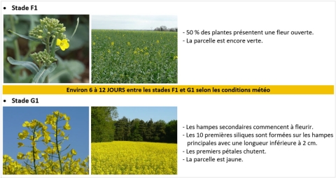 stade F1 et G1 colza